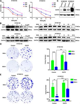 EGFR-IL-6 Signaling Axis Mediated the Inhibitory Effect of Methylseleninic Acid on Esophageal Squamous Cell Carcinoma